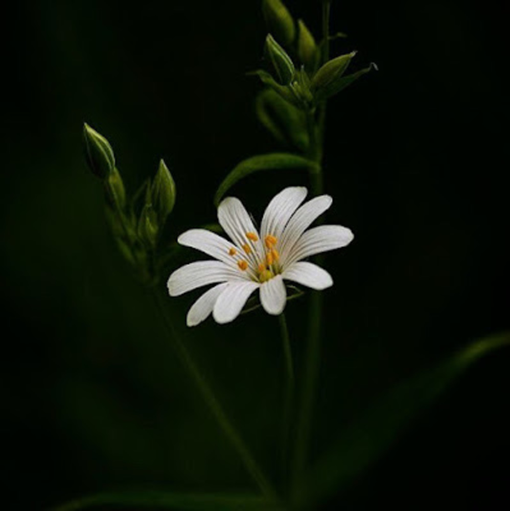 Meet your Posher, Just.the.common.